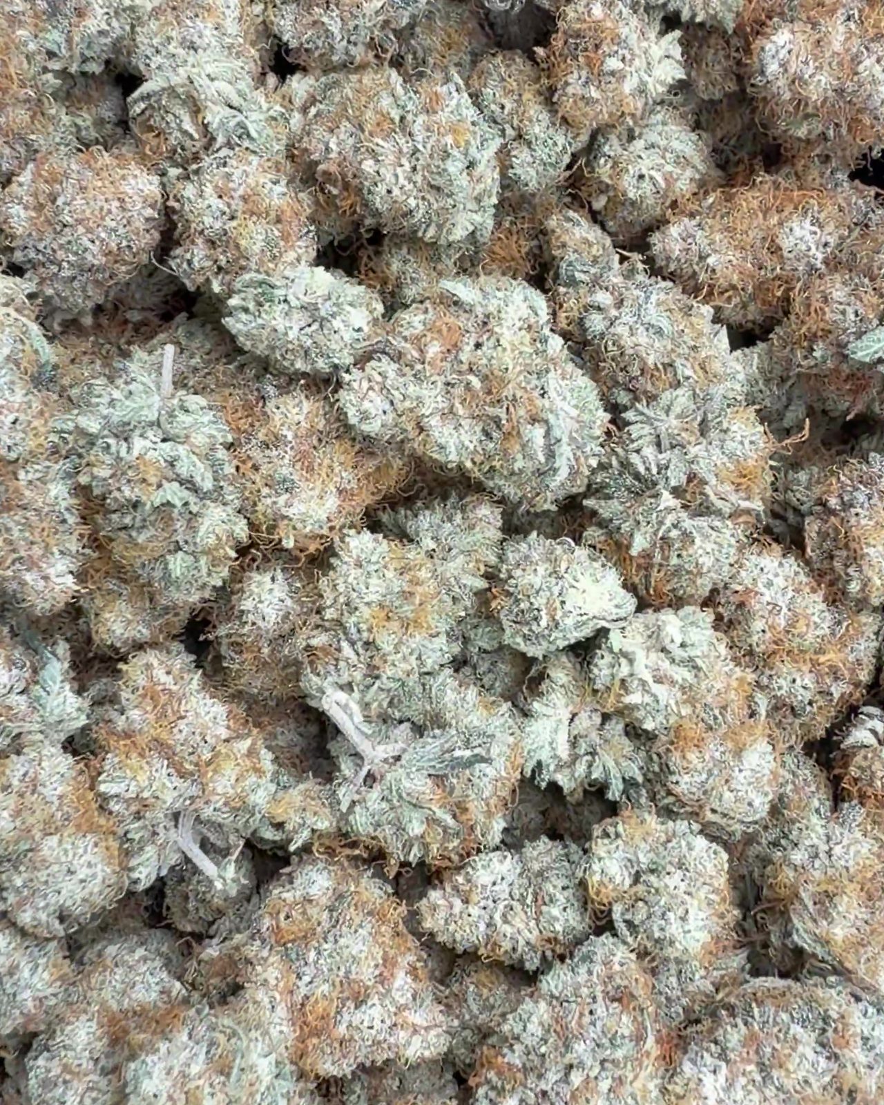Gelonade buds in bulk, seen from above