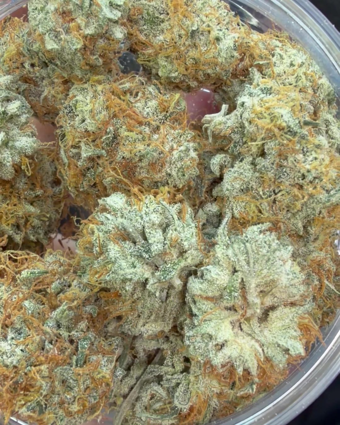 Gelonade buds in a clear jar, close up